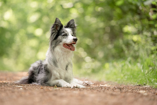 2021-06-15_BestBuddy---jpg-hr-28