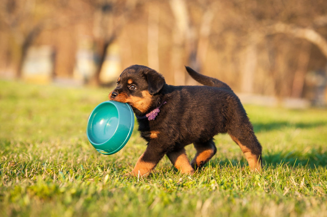 Variatie in voeding voor jonge honden