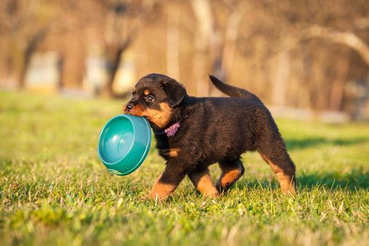 Variatie in voeding voor jonge honden