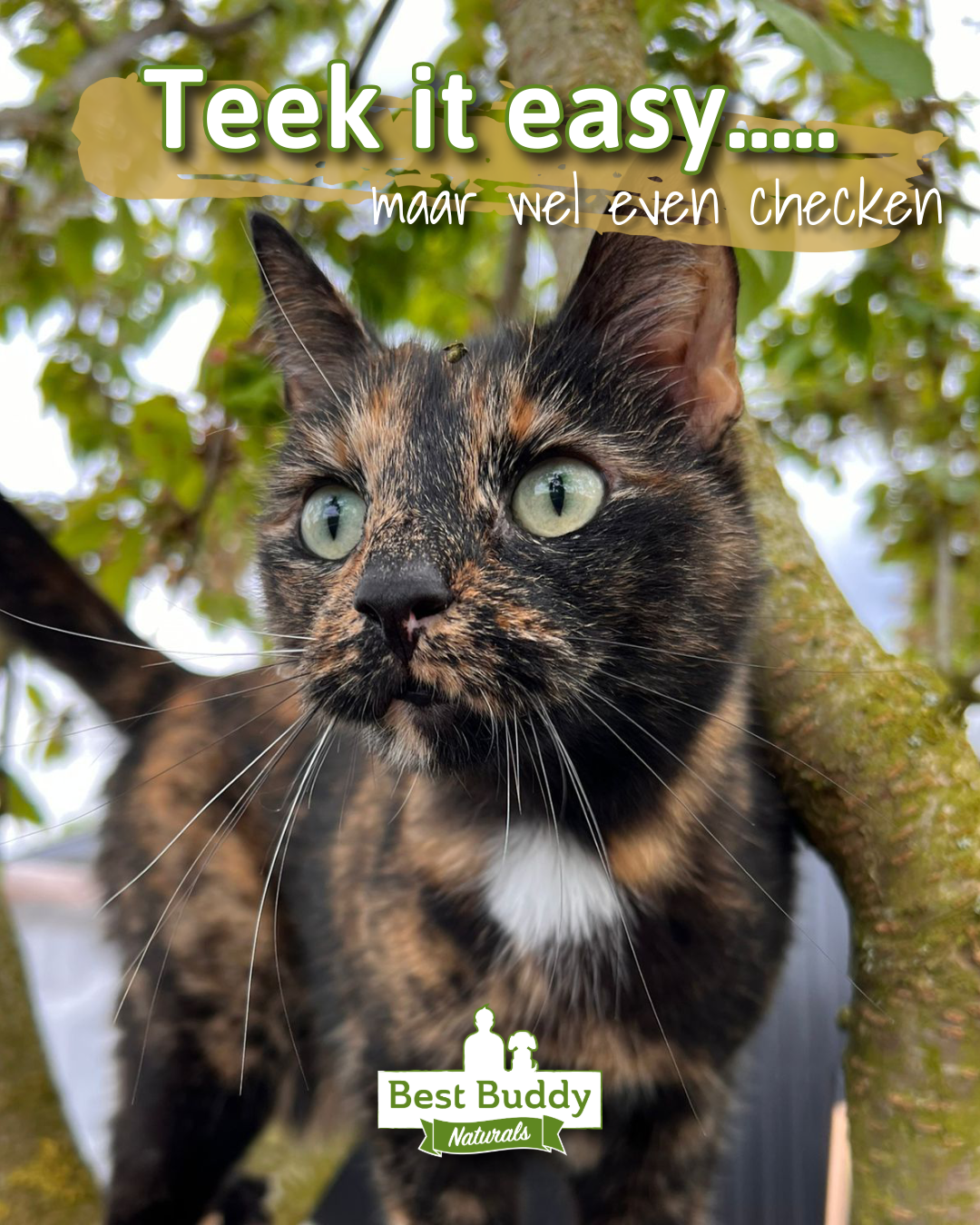 Bescherm je buddy tegen teken en vlooien