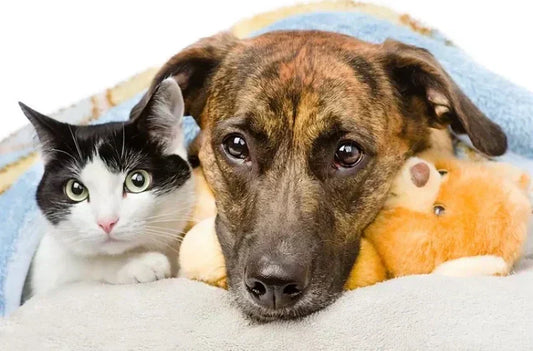 Doneer voor huisdieren in nood!