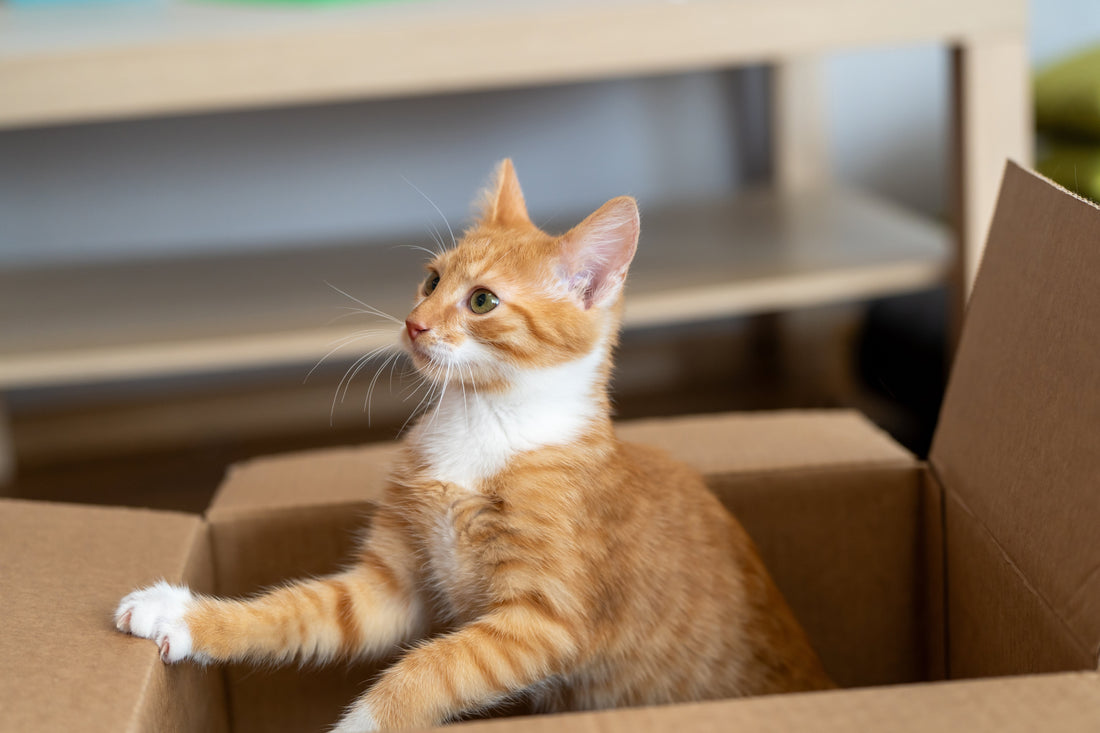 Noodpakket voor hond en kat