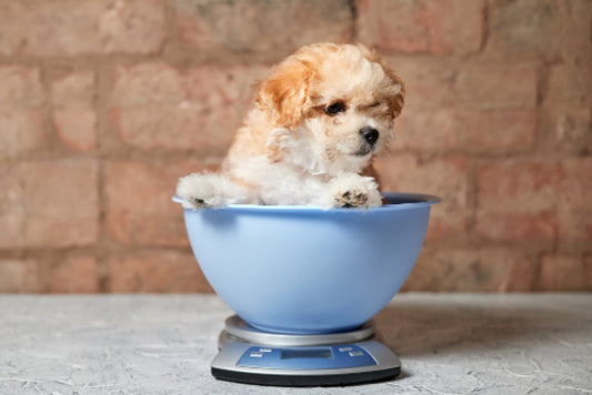 Wordt je hond dik van snacks?