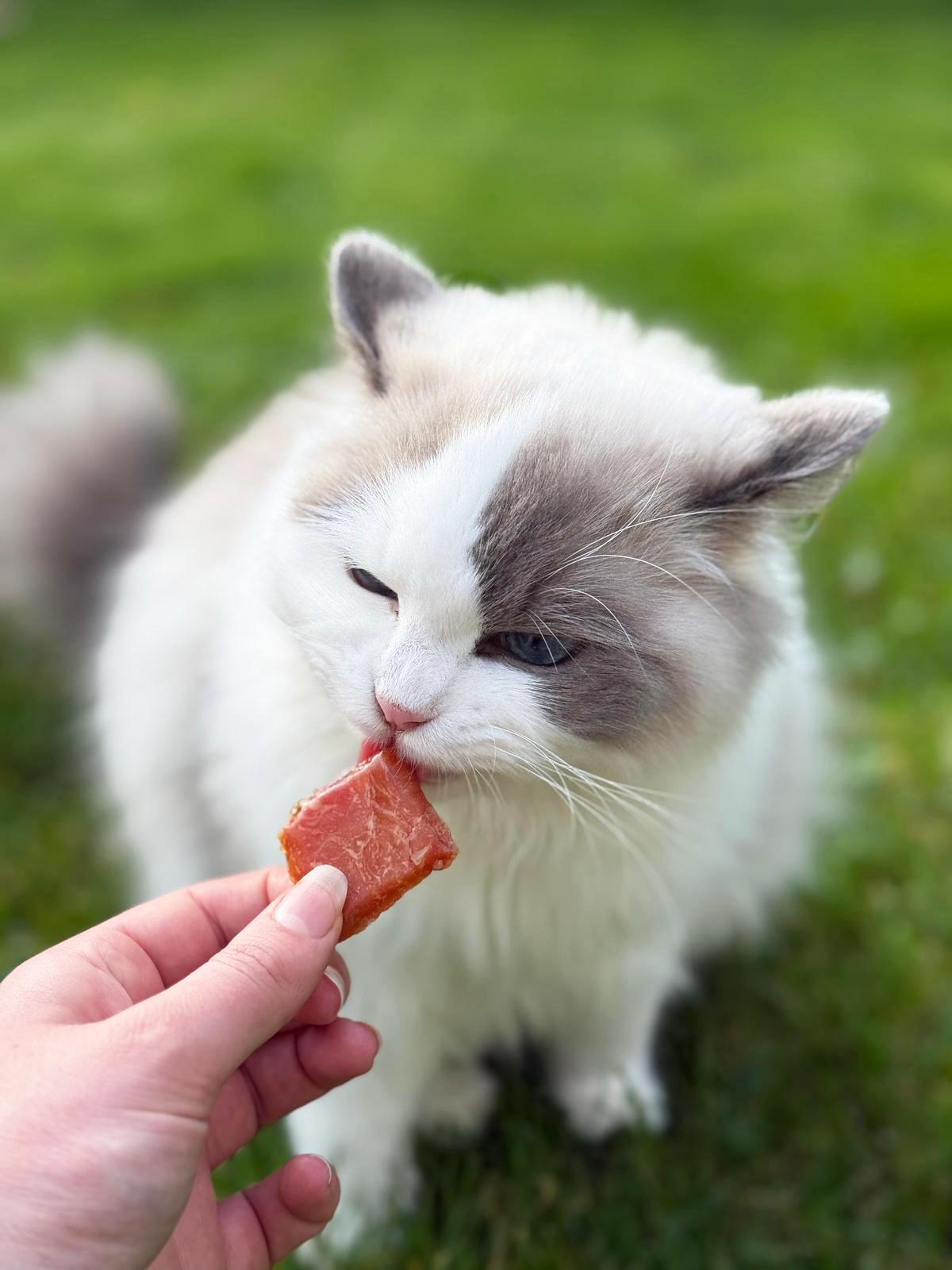 Kat - Tussendoortjes