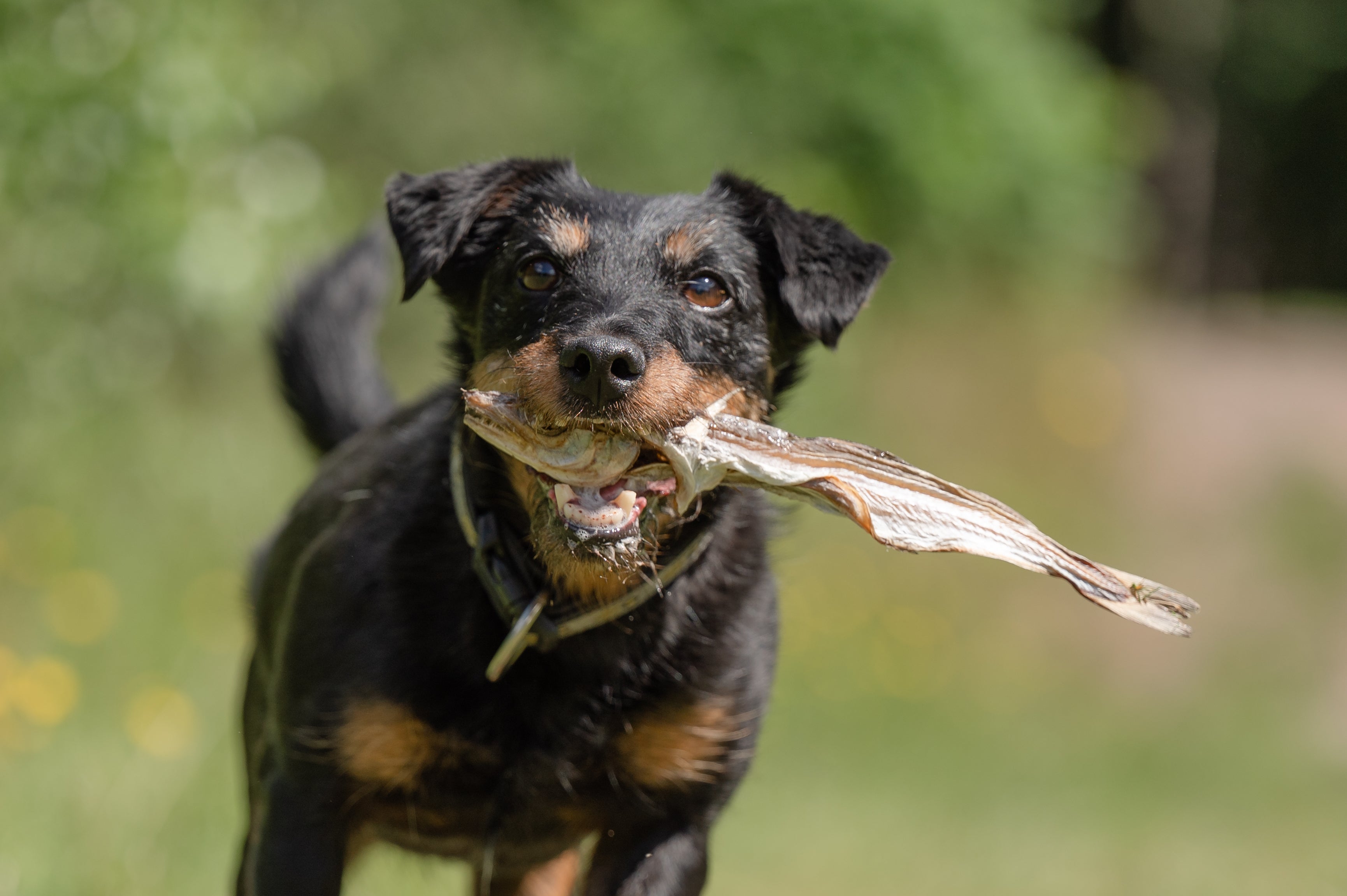 Hond - Tussendoortjes