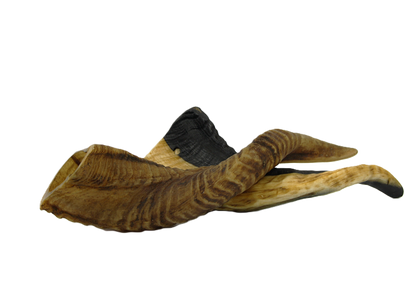 Lamshoorn