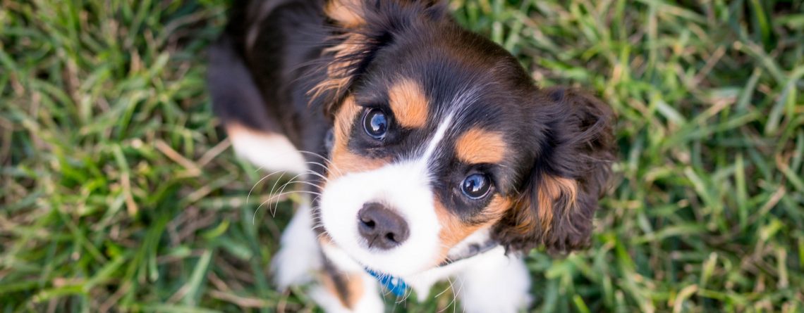 Gezonde hond met puppieoogjes