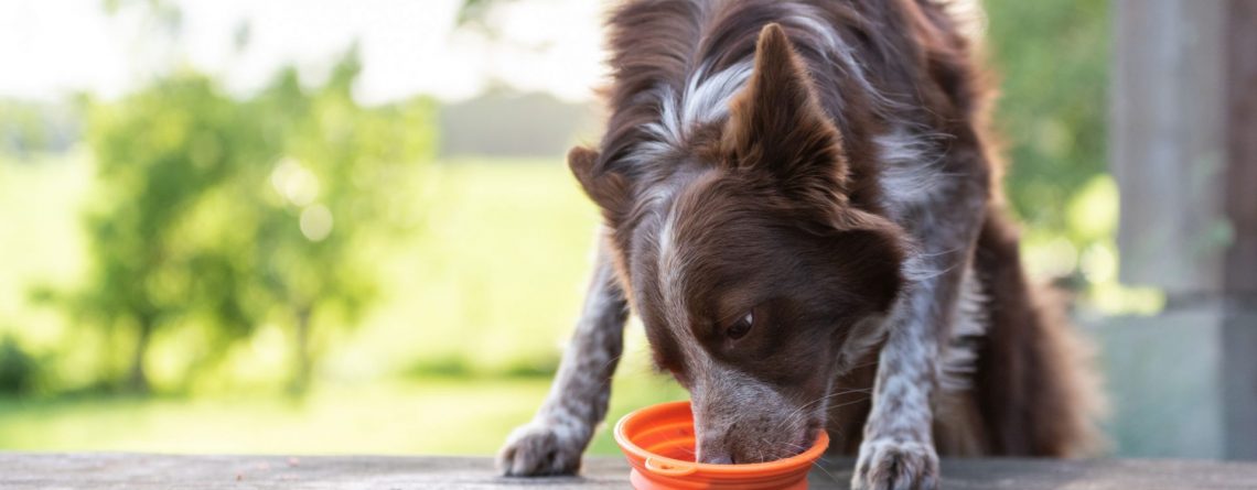 Natuurlijke hondensnacks van BestBuddy Pets